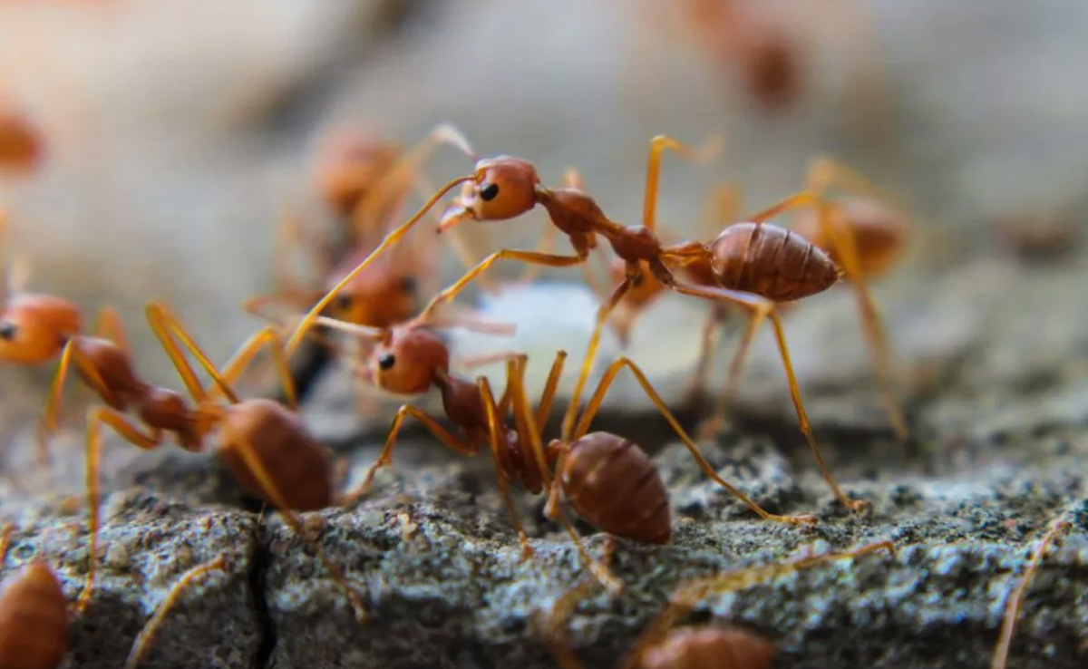 ये चींटियां हैं 'दुनिया की सबसे आक्रामक प्रजाति' में से एक, यहां हमला करने की है तैयारी