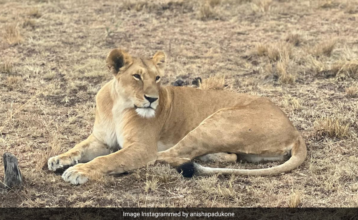 Hi Anisha Padukone, The Internet Wants Kenya Pics With Deepika And Ranveer Singh