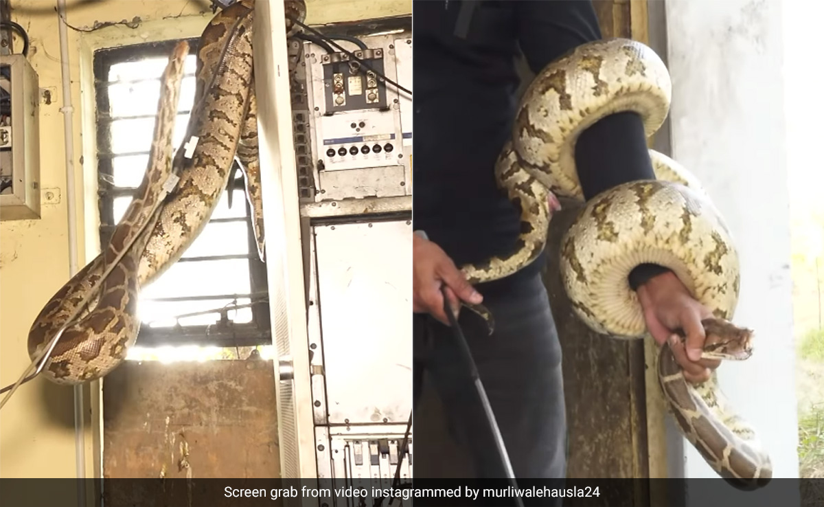 बिजली के तारों पर घूमते दिखे दो विशाल अजगर, जान जोखिम में डाल शख्स ने किया रेस्क्यू