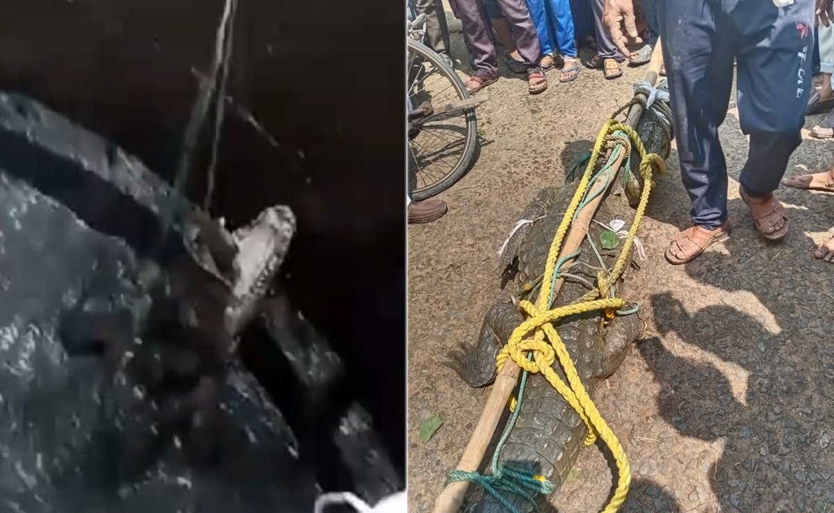 सागर : खेत में बने कुएं में गिरा 9 फीट लंबा मगरमच्छ, वन विभाग ने कड़ी मेहनत के बाद किया रेस्क्यू