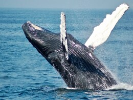 1 Killed, 1 Injured After Whale Strikes Boat Off Australia 1 Killed, 1 Injured After Whale Strikes Boat Off Australia
