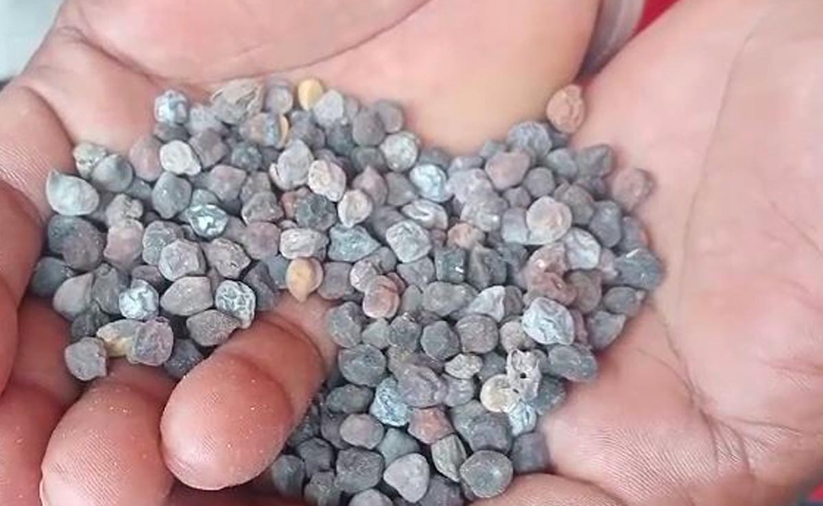 बेमेतरा : PM फसल बीमा राशि के लिए भटक रहे हैं हजारों किसान, कार्यालयों के लगा रहे हैं चक्कर