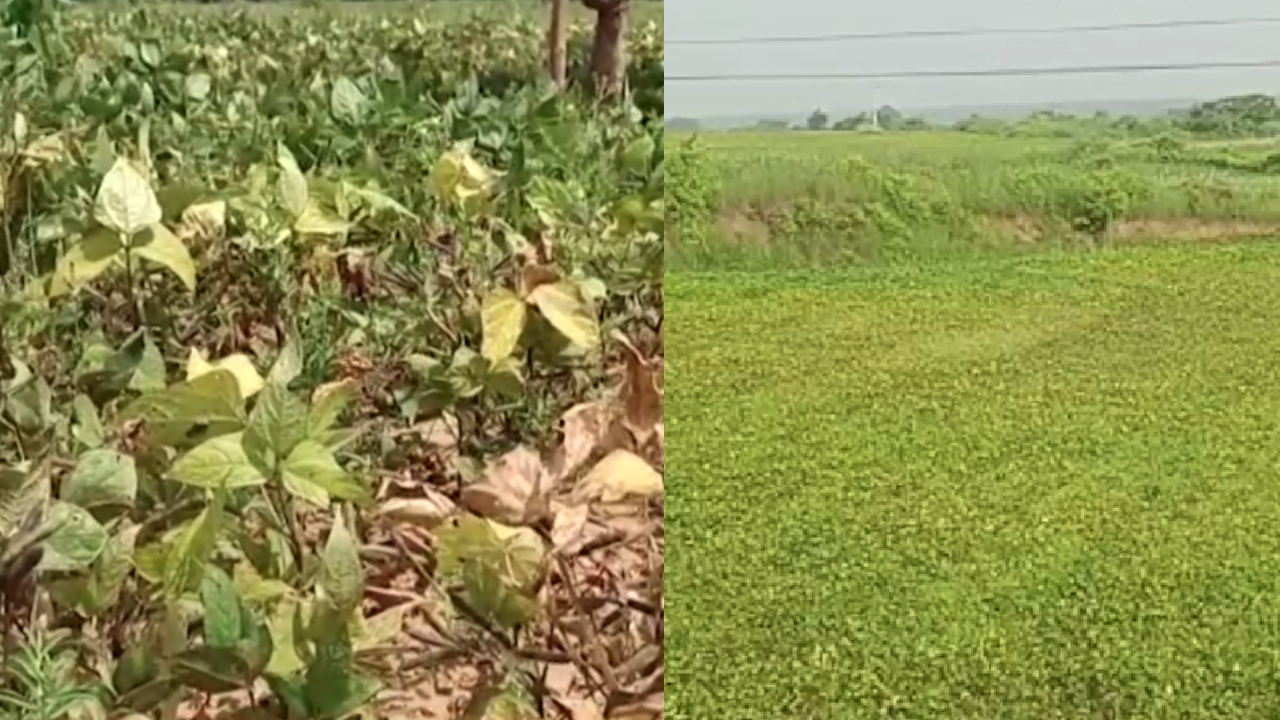 MP के Damoh में सूखे जैसे हालात, किसानों ने बताया 'सारी फसले हो गई बर्बाद'