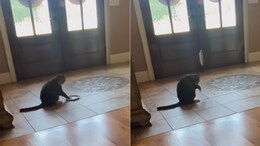 Watch: Video Of Cat Letting Her Pet Parents Know "She Is Done Eating" Goes Viral