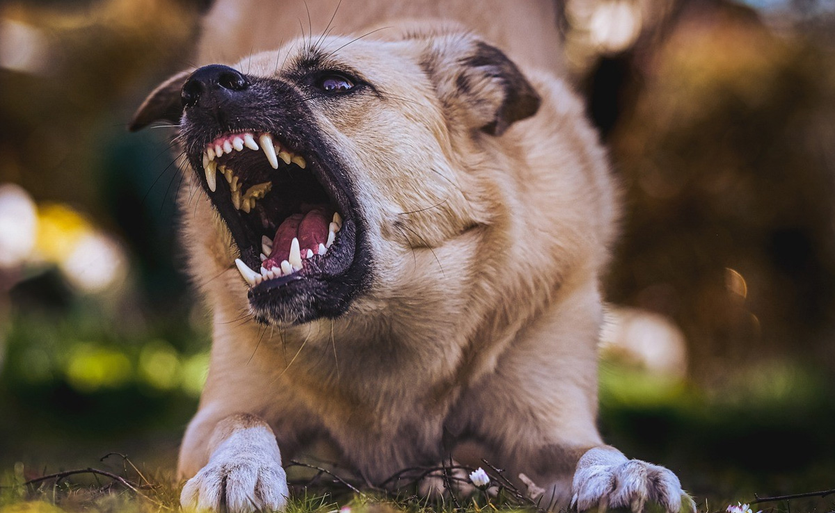 Trained To Bite Anyone In Khaki: Kerala Cops Face Dog Threat During Raids