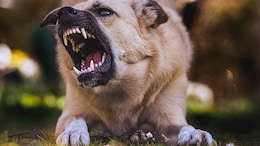 Stray Dogs Bite 40 People In 2 Days In Madhya Pradesh's Damoh District