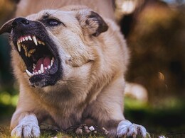 Kerala Boy, 5, Bitten By Stray Dog Last Month, Dies Despite Being Vaccinated Kerala Boy, 5, Bitten By Stray Dog Last Month, Dies Despite Being Vaccinated