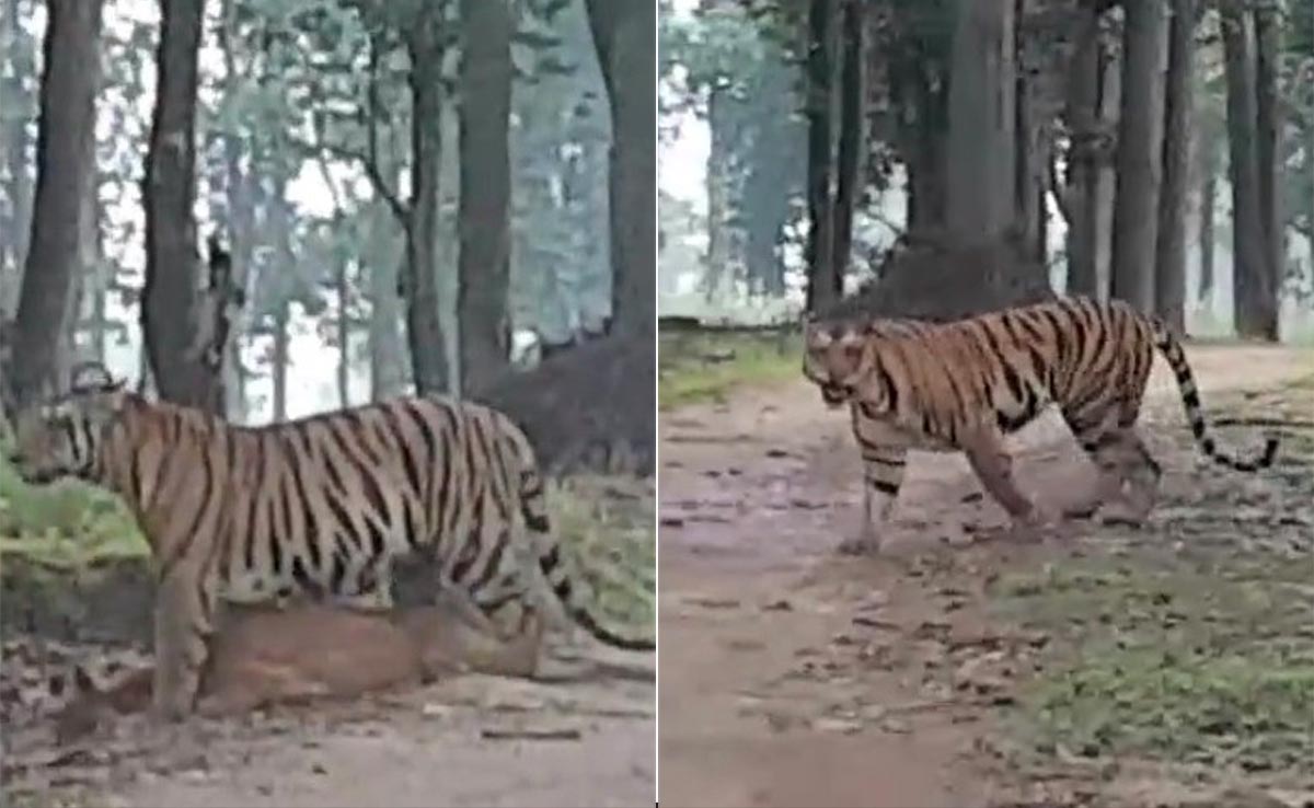 पहले किया हिरण का शिकार और फिर... टाइगर रिजर्व से सामने आया बाघ का हैरतअंगेज वीडियो