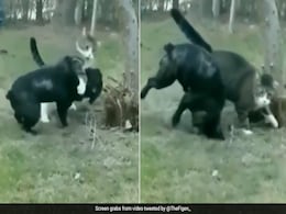 बिल्ली ने उछलकर कुत्ते की गर्दन पर मारा झपट्टा, फिर ऐसे घुमाया कि बुरी तरह पटखनी खाकर ज़मीन पर कुत्ता बिल्ली ने उछलकर कुत्ते की गर्दन पर मारा झपट्टा, फिर ऐसे घुमाया कि बुरी तरह पटखनी खाकर ज़मीन पर कुत्ता