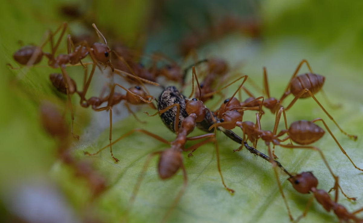 Red Fire Ants With Painful Bites Posing Threat To Europe, Researchers Warn