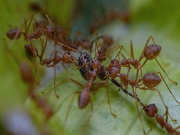 Red Fire Ants With Painful Bites Posing Threat To Europe, Researchers Warn Red Fire Ants With Painful Bites Posing Threat To Europe, Researchers Warn