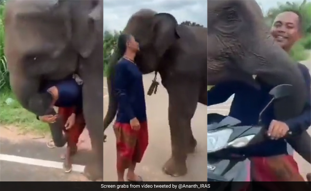 Watch: Young Elephant Hugs Caretaker, Refusing To Let Go