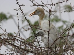 Jaisalmer: रेगिस्तान में पहली बार 3 अलग-अलग प्रवासी पक्षियों के झुंड ने प्रजनन कर बढ़ाया अपना कुनबा