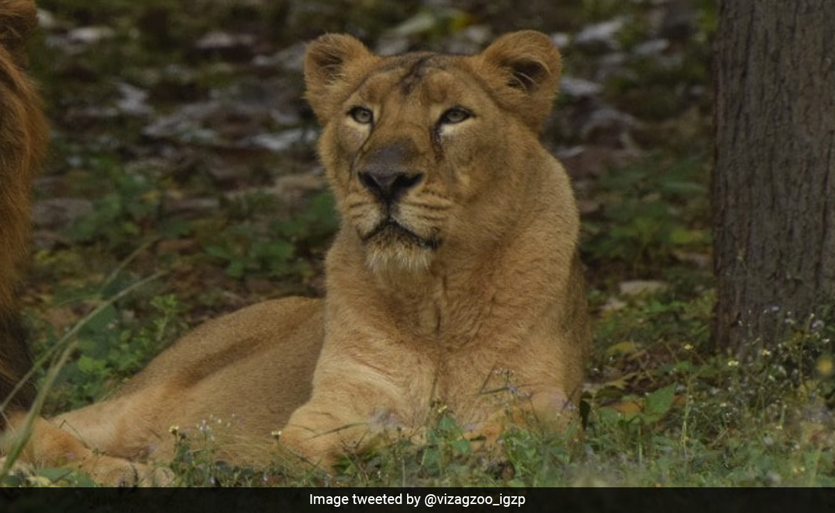 18-Year-Old Lioness Dies Of Heart Attack In Andhra Pradesh's Vizag Zoo