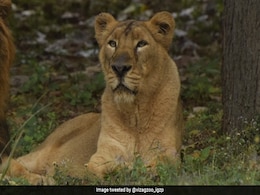 18-Year-Old Lioness Dies Of Heart Attack In Andhra Pradesh's Vizag Zoo 18-Year-Old Lioness Dies Of Heart Attack In Andhra Pradesh's Vizag Zoo