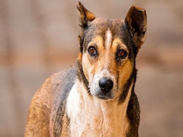 Over 600 Animals, Including 430 Dogs Rescued From War-Hit Israel Over 600 Animals, Including 430 Dogs Rescued From War-Hit Israel
