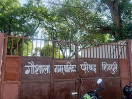 Shivpuri: गौशाला में कैसे हुई 14 गोवंश की मौत? संदिग्ध हालात में मिले शव....प्रशासन डाल रहा पर्दा