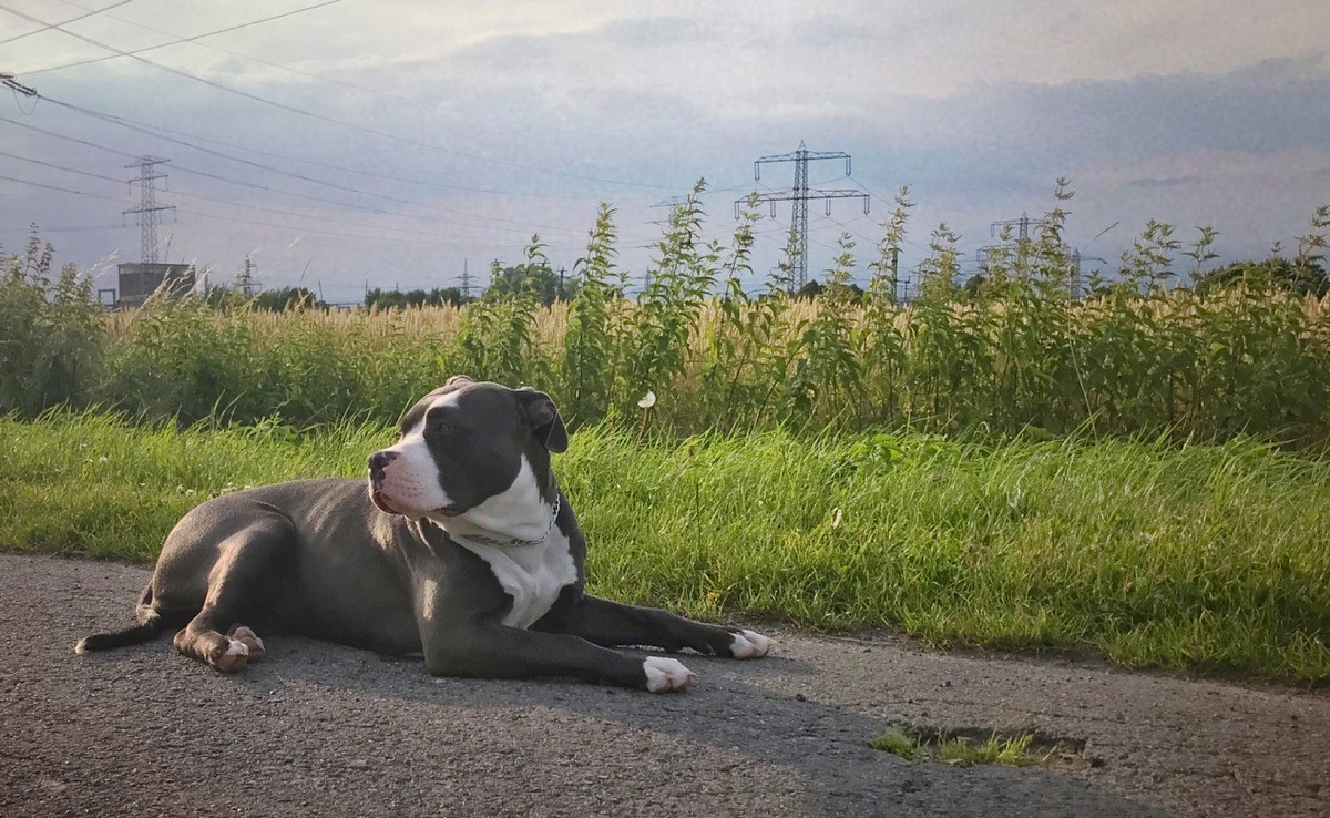 American XL Bully Dogs To Be Banned In UK By End Of Year, Says Rishi Sunak