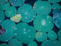 5 Reasons Why Eating On Lotus Leaves Wins Every Time