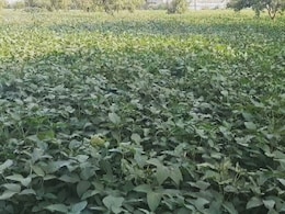Indore के वैज्ञानिकों ने तैयार की सोयाबीन की अनोखी किस्म, अब पहाड़ो में भी हो सकेगी इसकी खेती, जानें खासियत