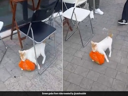 बिल्ली ने दुकान से चुराया चिकन का पैकेट, खींचते हुए ले गई कुछ दूर, फिर जो किया, सिर्फ मां ही कर सकती है बिल्ली ने दुकान से चुराया चिकन का पैकेट, खींचते हुए ले गई कुछ दूर, फिर जो किया, सिर्फ मां ही कर सकती है