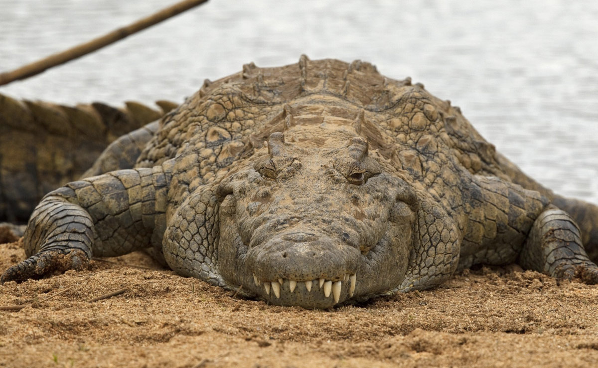शारदा नहर में पैर धोने गई 18 वर्षीय लड़की को मगरमच्छ पानी में खींच ले गया, तलाश जारी