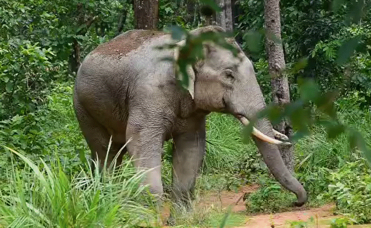 कोरबा जिले में छाया हाथियों का आंतक, एक और की मौत... इलाके में फैली दहशत