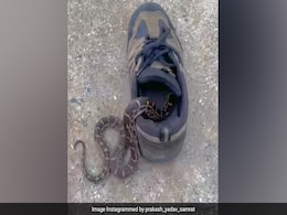 जूते में छिपा बैठा था खतरनाक सांप, पहनने चला शख्स, फिर जो हुआ, देख डर जाएंगे आप जूते में छिपा बैठा था खतरनाक सांप, पहनने चला शख्स, फिर जो हुआ, देख डर जाएंगे आप