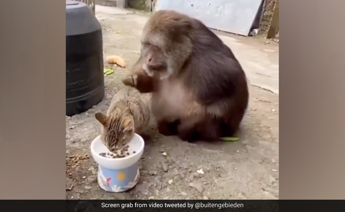 बिल्ली दूध पी रही थी, पीछे बैठे बंदर ने की ऐसी हरकत, Video देख दिल हार बैठेंगे आप