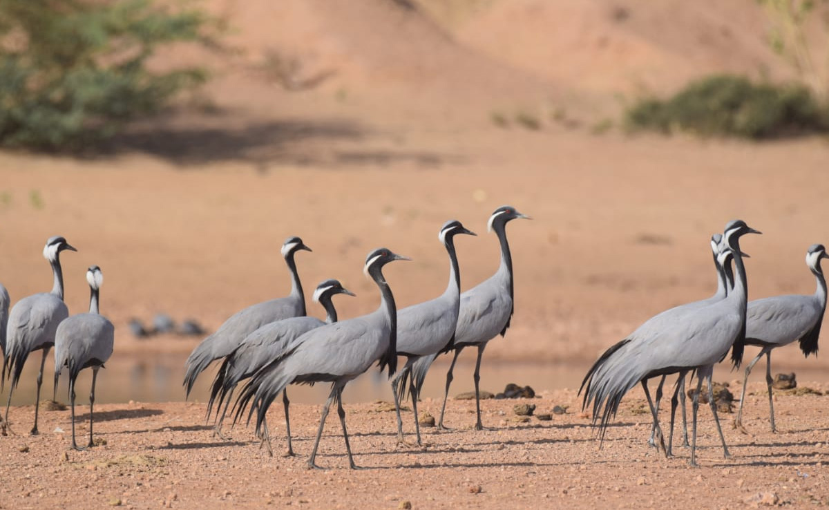 मन मोह रहा प्रवासी पक्षियों का कलरव, 6 हज़ार किमी का सफर तय कर कुरजां पहुंचीं जैसलमेर