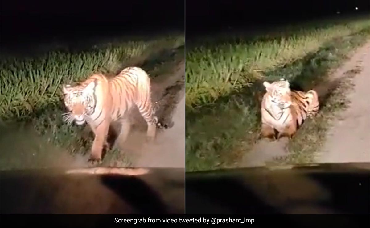 Watch: Tiger Spotted Roaming Through Sugarcane Field In Uttar Pradesh