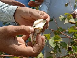 Rajasthan News: नकली बीजों से नरमा और कपास की फसल बर्बाद, किसान मुआवजे की कर रहे मांग Rajasthan News: नकली बीजों से नरमा और कपास की फसल बर्बाद, किसान मुआवजे की कर रहे मांग