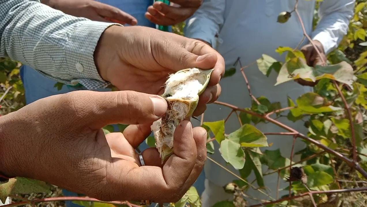 ‘गुलाबी सुंडी’ कीड़े से बर्बाद हुई कपास की फसल का 10 दिनों में मिलेगा मुआवज़ा, CM गहलोत ने की घोषणा ‘गुलाबी सुंडी’ कीड़े से बर्बाद हुई कपास की फसल का 10 दिनों में मिलेगा मुआवज़ा, CM गहलोत ने की घोषणा