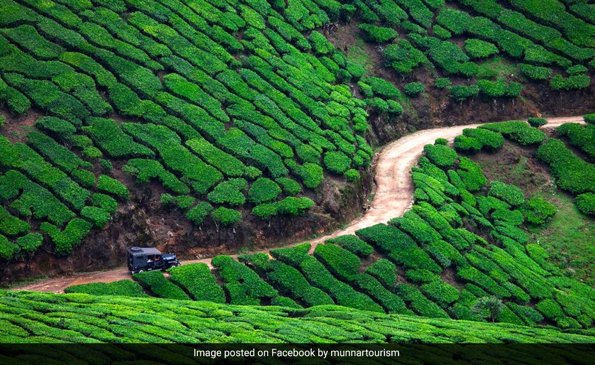Kerala's Famous Marayoor Sandalwood Tree Sells At Rs 1.25 Crore