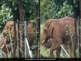 हाथी की चतुराई देख फटी रह जाएंगी आंखें, पेड़ को पुल बना कर पार किए कटीले तार हाथी की चतुराई देख फटी रह जाएंगी आंखें, पेड़ को पुल बना कर पार किए कटीले तार