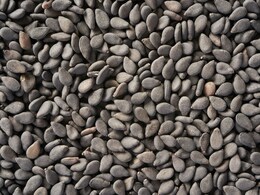 महंगे सप्लीमेंट्स छोड़िए,  झड़ते बाल, लटकती स्किन और कमजोर हड्डियों के लिए खाइए ये काली चीज, सस्ता है इलाज