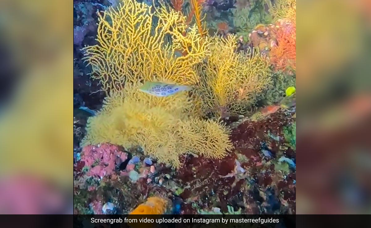 "Super Rare" Leopard Toby Puffer Fish Spotted Near Australia