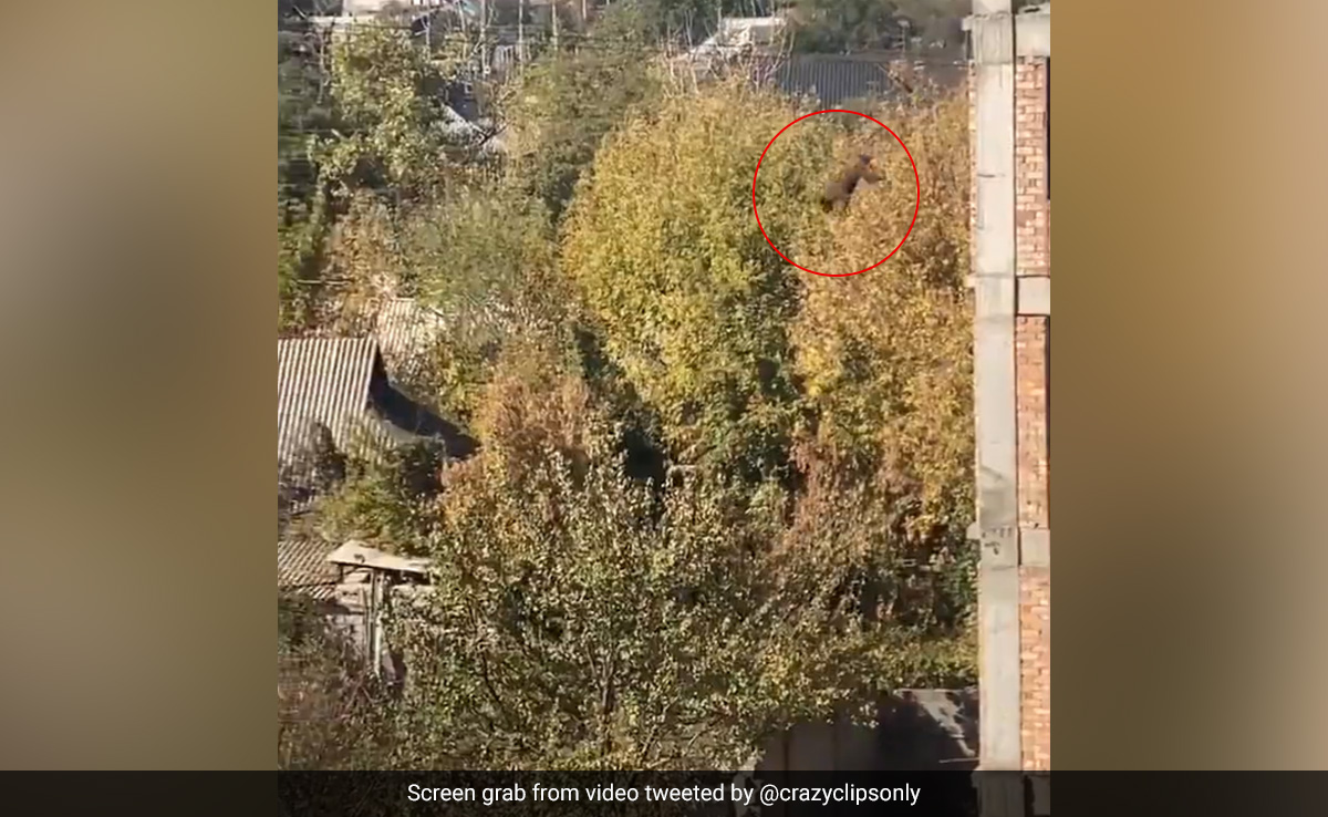 Viral Video: Fearless Dog's Jaw-Dropping 5th Floor Leap Stuns The Internet