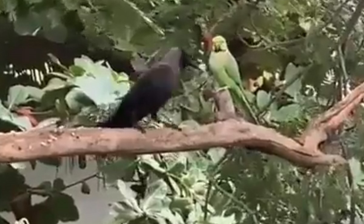 तोता भूखा था, कौए ने अपना भोजन दे दिया, वीडियो देख लोगों ने कहा- ये इंसान से भी बेहतर हैं