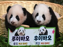 Giant Panda's Give Birth To South Korean Zoo's First Ever Baby Giant Twins Giant Panda's Give Birth To South Korean Zoo's First Ever Baby Giant Twins