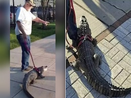 मगरमच्छ के साथ बेसबॉल मैच देखने पहुंचा शख्स, देख पब्लिक की निकल गईं चीखें, वायरल हुआ VIDEO मगरमच्छ के साथ बेसबॉल मैच देखने पहुंचा शख्स, देख पब्लिक की निकल गईं चीखें, वायरल हुआ VIDEO