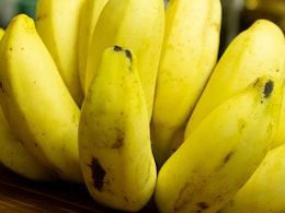 Bananas At Risk Of Extinction Due To Fungus Outbreak, Warn Scientists Bananas At Risk Of Extinction Due To Fungus Outbreak, Warn Scientists