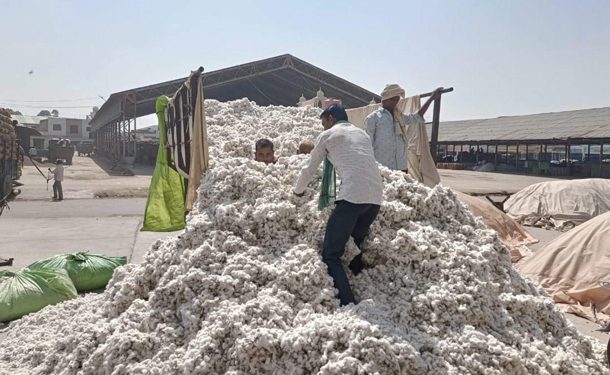 सफ़ेद सोने की मंडी में छाई उदासी, गुलाबी सुंडी कीड़े ने बर्बाद की कपास की फ़सल, इस बार बाज़ार में न भाव न मांग