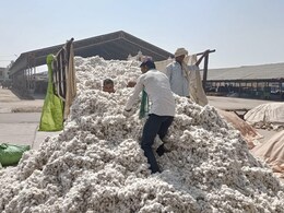Cotton Farmer: केंद्र सरकारचा मोठा निर्णय; कापूस उत्पादक शेतकऱ्यांची चिंतेत वाढ