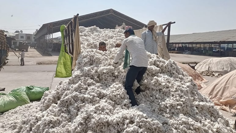 Cotton Farmer: केंद्र सरकारचा मोठा निर्णय; कापूस उत्पादक शेतकऱ्यांची चिंतेत वाढ