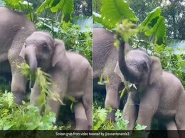 हाथी भी रखते हैं सेहत का ध्यान, खाने से पहले पत्तियों को साफ करता दिखा हाथी का बच्चा, IFS ने शेयर किया Video हाथी भी रखते हैं सेहत का ध्यान, खाने से पहले पत्तियों को साफ करता दिखा हाथी का बच्चा, IFS ने शेयर किया Video
