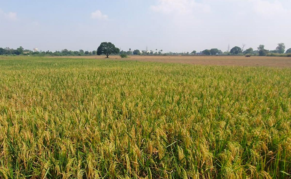 MP assembly elections: सियासी खेत में छह फसलों की MSP बढ़ी, किसानों को क्या फायदा मिलेगा?