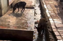Pigs Roam, Hygiene Issues In Maharashtra Hospital Where 31 Died In 48 Hours Pigs Roam, Hygiene Issues In Maharashtra Hospital Where 31 Died In 48 Hours