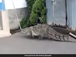 Crocodile Strays Into West Bengal Town In Dead Of Night, Rescued Crocodile Strays Into West Bengal Town In Dead Of Night, Rescued