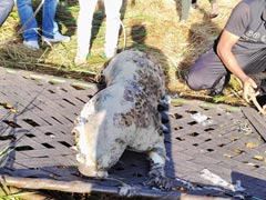 Panther Died in Sirohi: कुएं में गिरने से नर पैंथर की मौत, कुएं में तैरता मिला शव